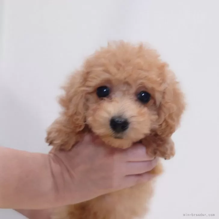 ID：2501-07349の子犬