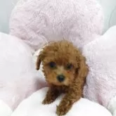 ティーカッププードル