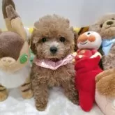 ティーカッププードル