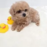 ティーカッププードル【岡山県・女の子・2024年11月14日・アプリコット】の写真2