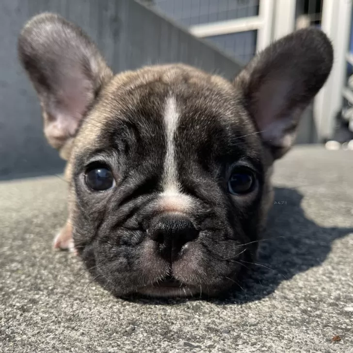 ID：2411-00386の子犬