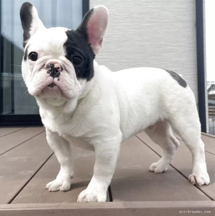 ID:2412-01580の子犬