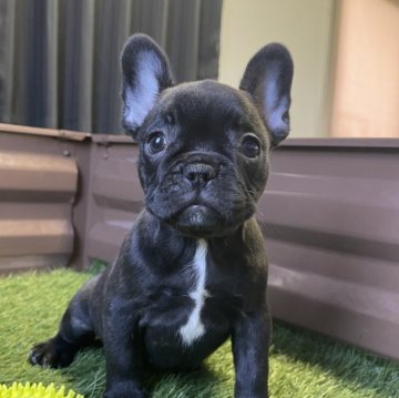 フレンチブルドッグ【香川県・女の子・2025年10月15日・ブリンドル】の写真「可愛い女の子」