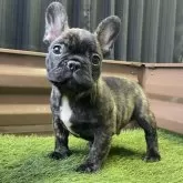 フレンチブルドッグ