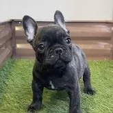 フレンチブルドッグ