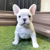 フレンチブルドッグ