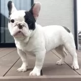 フレンチブルドッグ【香川県・男の子・2024年10月30日・パイド】の写真1