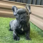 フレンチブルドッグ