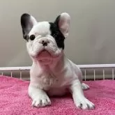 フレンチブルドッグ【香川県・男の子・2024年10月30日・パイド】の写真4