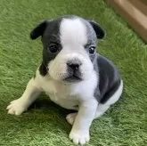 フレンチブルドッグ【香川県・女の子・2025年11月3日・パイド】の写真6