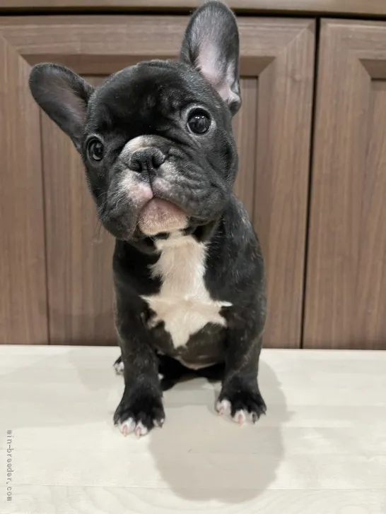 ID:2011-01123の子犬
