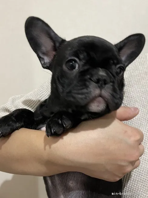 ID:2011-02685の子犬