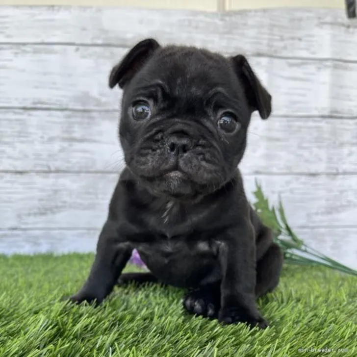 ID:2206-01281の子犬