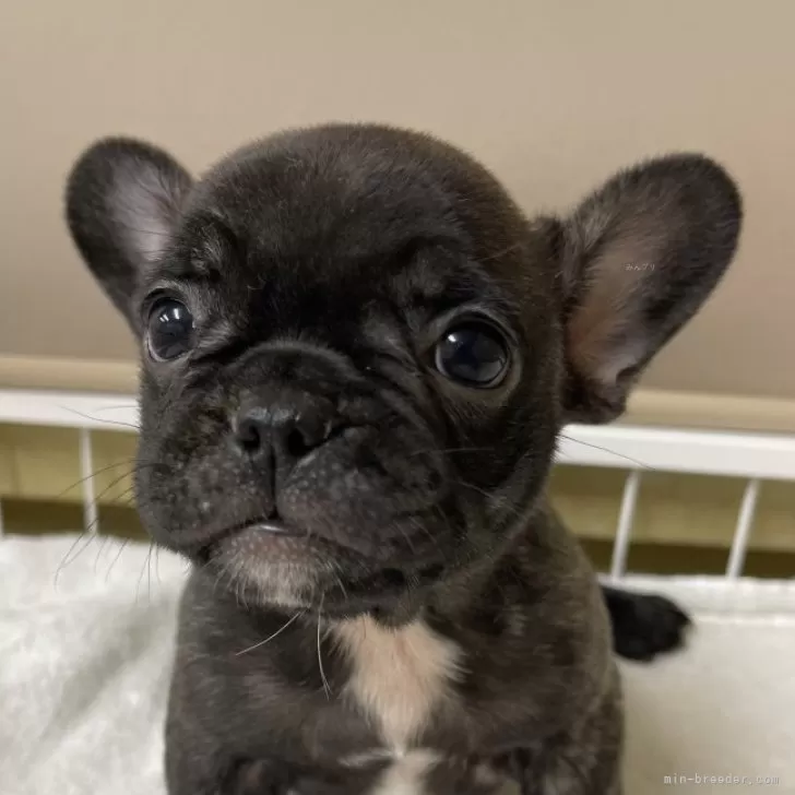 SK 様のお迎えした子犬