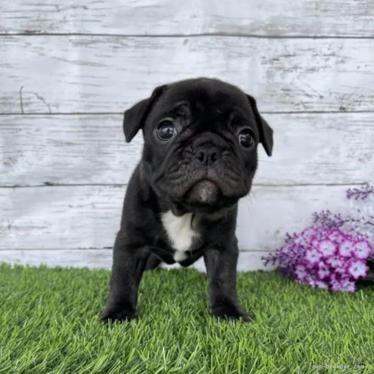 ID：2205-02925の子犬