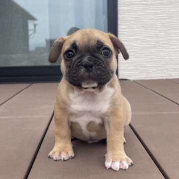 フレンチブルドッグ【香川県・男の子・2024年5月2日・フォーン】の写真「優しい甘えたboy💪」