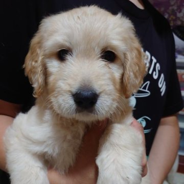ゴールデンドゥードル【徳島県・女の子・2023年8月4日・アプリコット】の写真「とっても甘えたで穏やかな子😊」