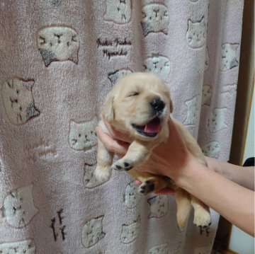 ゴールデンレトリバー【徳島県・女の子・2024年3月7日・ゴールド】の写真「両親犬に似て、可愛くなること間違いなし😊」