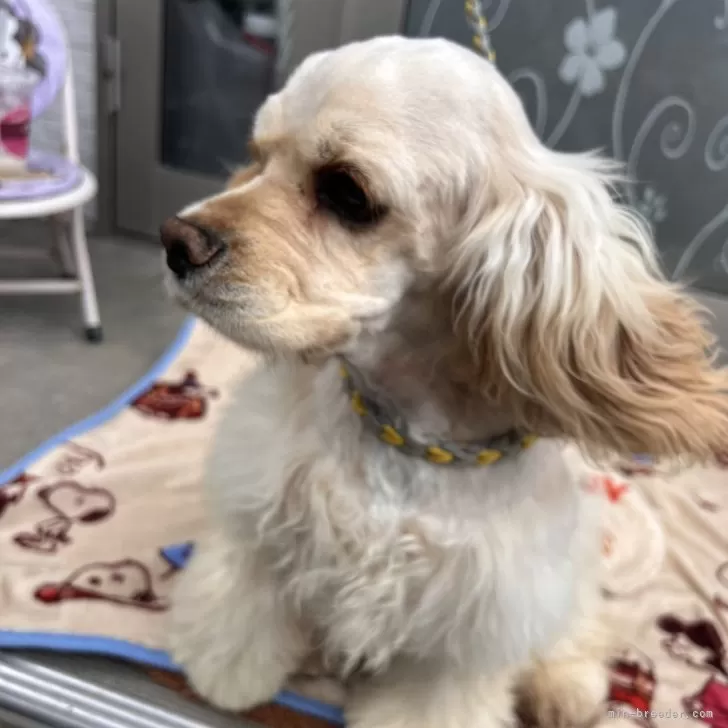 ID：2410-07516の子犬