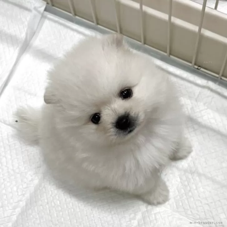 ポメラニアン【愛知県・男の子・2025年9月4日・ホワイト】の写真1