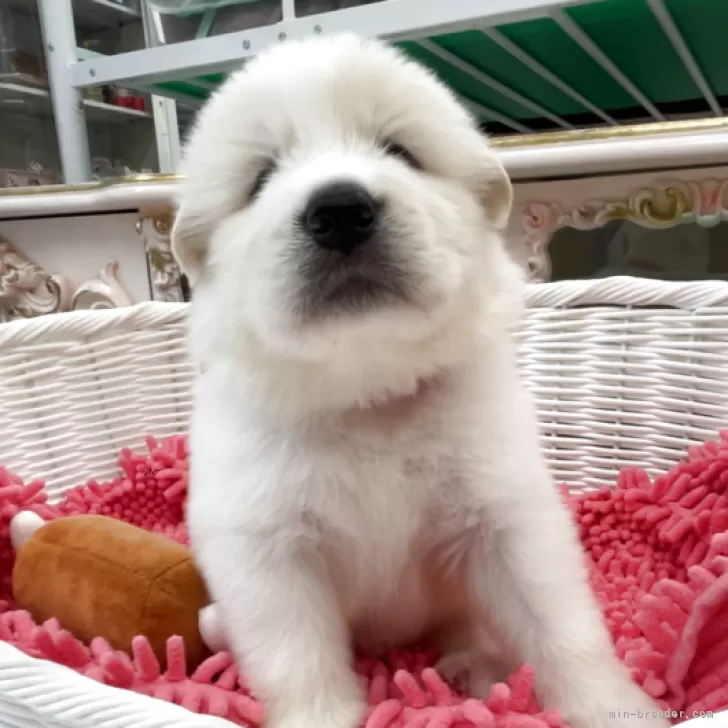 holicy 様のお迎えした子犬