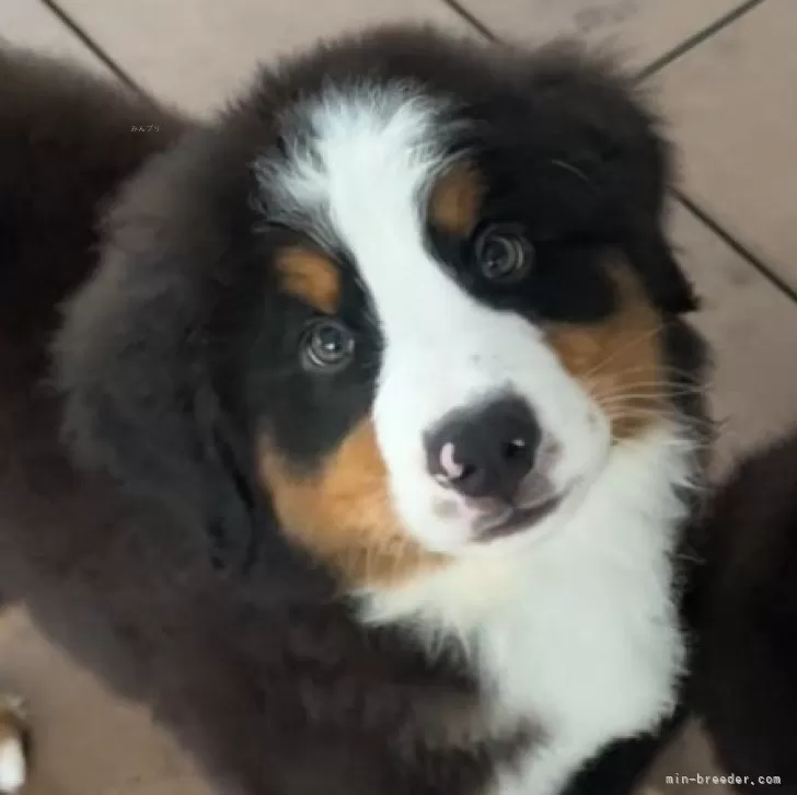 ID：2509-01009の子犬