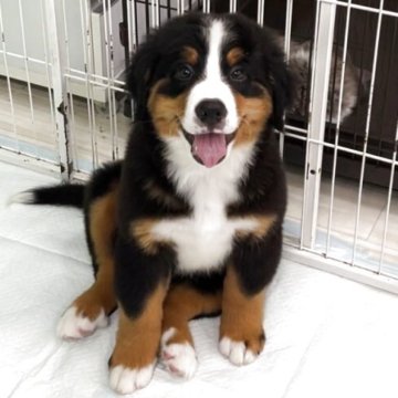 バーニーズ・マウンテン・ドッグ【愛知県・女の子・2025年7月25日・ブラックラスト&ホワイト】の写真「🧡オレンジchan
説明文も読んでね」