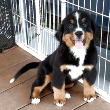 バーニーズ・マウンテン・ドッグ【愛知県・女の子・2025年7月25日・ブラックラスト&ホワイト】の写真「🏳️‍🌈レインボーchan
説明文読んでね」