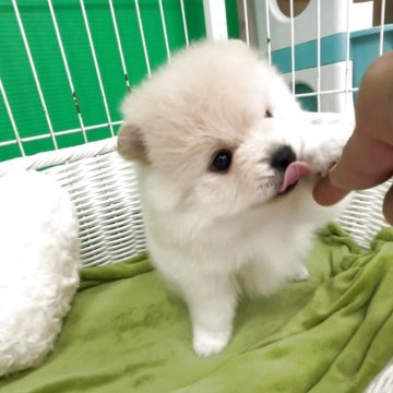 ポメラニアン【愛知県・女の子・2025年9月10日・クリーム】の写真「🌸モフモフ女の子」