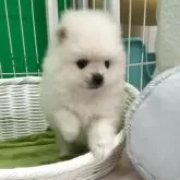 ポメラニアン