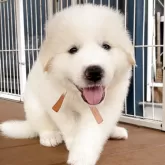 グレートピレニーズ