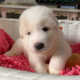 グレートピレニーズ