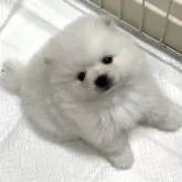 ポメラニアン【愛知県・男の子・2025年9月4日・ホワイト】の写真2