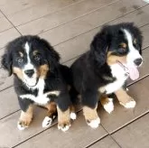 バーニーズ・マウンテン・ドッグ【愛知県・女の子・2025年7月25日・ブラックラスト&ホワイト】の写真3