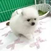 ポメラニアン【愛知県・男の子・2025年9月4日・ホワイト】の写真4