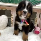 バーニーズ・マウンテン・ドッグ【愛知県・女の子・2025年7月25日・ブラックラスト&ホワイト】の写真5