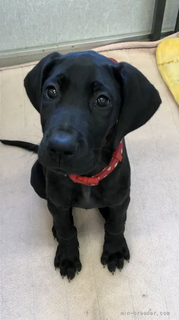 ID：2202-02735の子犬