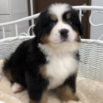 バーニーズ・マウンテン・ドッグ【愛知県・男の子・2022年6月5日・ブラックラスト&ホワイト】の写真「どっしり体型🐾甘えたkun🤗」