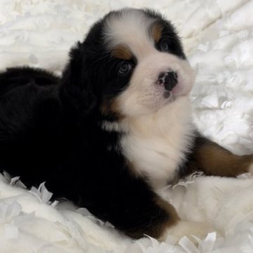 バーニーズ・マウンテン・ドッグ【愛知県・男の子・2023年1月4日・ブラックラストホワイト】の写真「🌺可愛い男の子
☆両親遺伝子検査クリア」