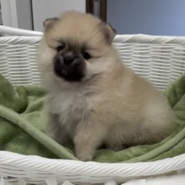 ポメラニアン【愛知県・女の子・2023年1月14日・オレンジ】の写真「🌺可愛い女の子」