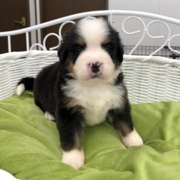 バーニーズ・マウンテン・ドッグ【愛知県・男の子・2022年6月5日・ブラックラストホワイト】の写真「可愛い男の子🐾8月1日〜お迎え可能」