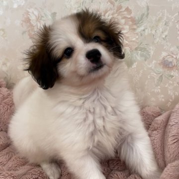 パピヨン【愛知県・男の子・2024年5月7日・ホワイト&ブラウン】の写真「☘️愛らしいお顔の男の子」