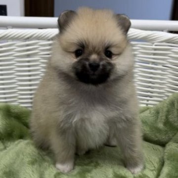 ポメラニアン【愛知県・女の子・2023年1月14日・オレンジ】の写真「🌺可愛い女の子」