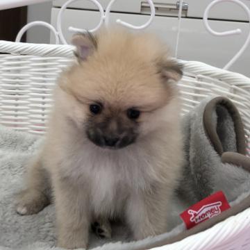 ポメラニアン【愛知県・男の子・2022年6月1日・オレンジ】の写真「可愛い男の子🐾」