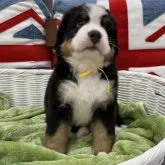 バーニーズ・マウンテン・ドッグ【愛知県・女の子・2023年4月16日・ブラックラストホワイト】の写真1