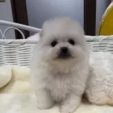 ポメラニアン【愛知県・女の子・2024年1月8日・クリーム】の写真1