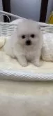 ポメラニアン【愛知県・女の子・2024年1月8日・クリーム】の写真2