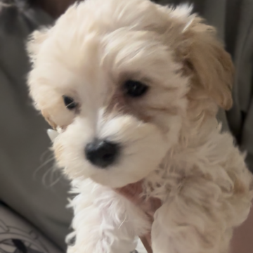 マルプー(マルチーズ×トイプードル)【大阪府・女の子・2025年10月14日・クリーム】の写真「短足ちゃん♡すべて込み❣️即お迎えOK♡」