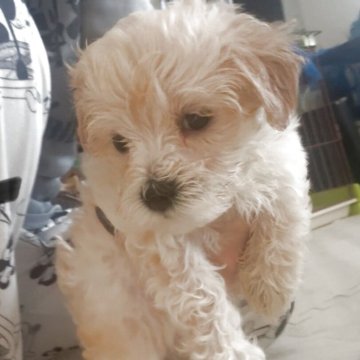マルプー(マルチーズ×トイプードル)【大阪府・女の子・2025年10月14日・クリーム】の写真「短足ちゃん♡成長が楽しみ☺️🫶」