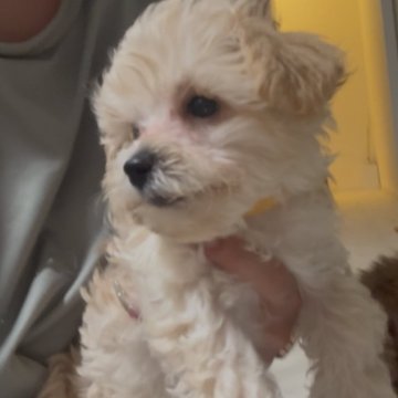 マルプー(マルチーズ×トイプードル)【大阪府・男の子・2025年10月14日・クリーム】の写真「ふわふわちびっこ短足BOY♡健康診断済😍🎉」